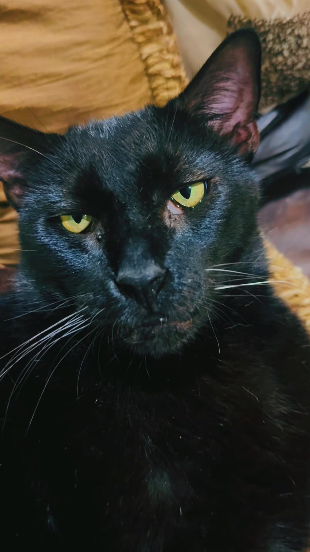 @pantherthecat_ 0711