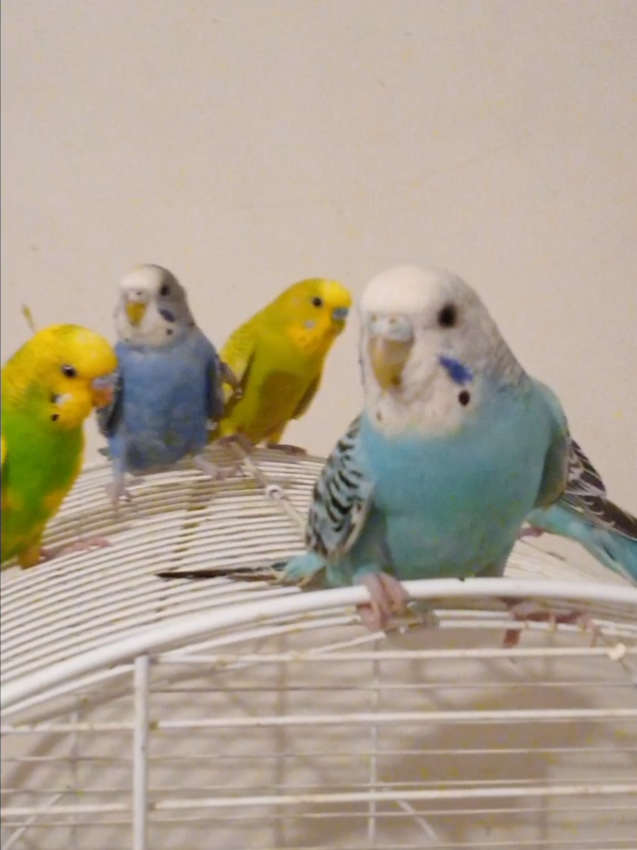 @Budgies108