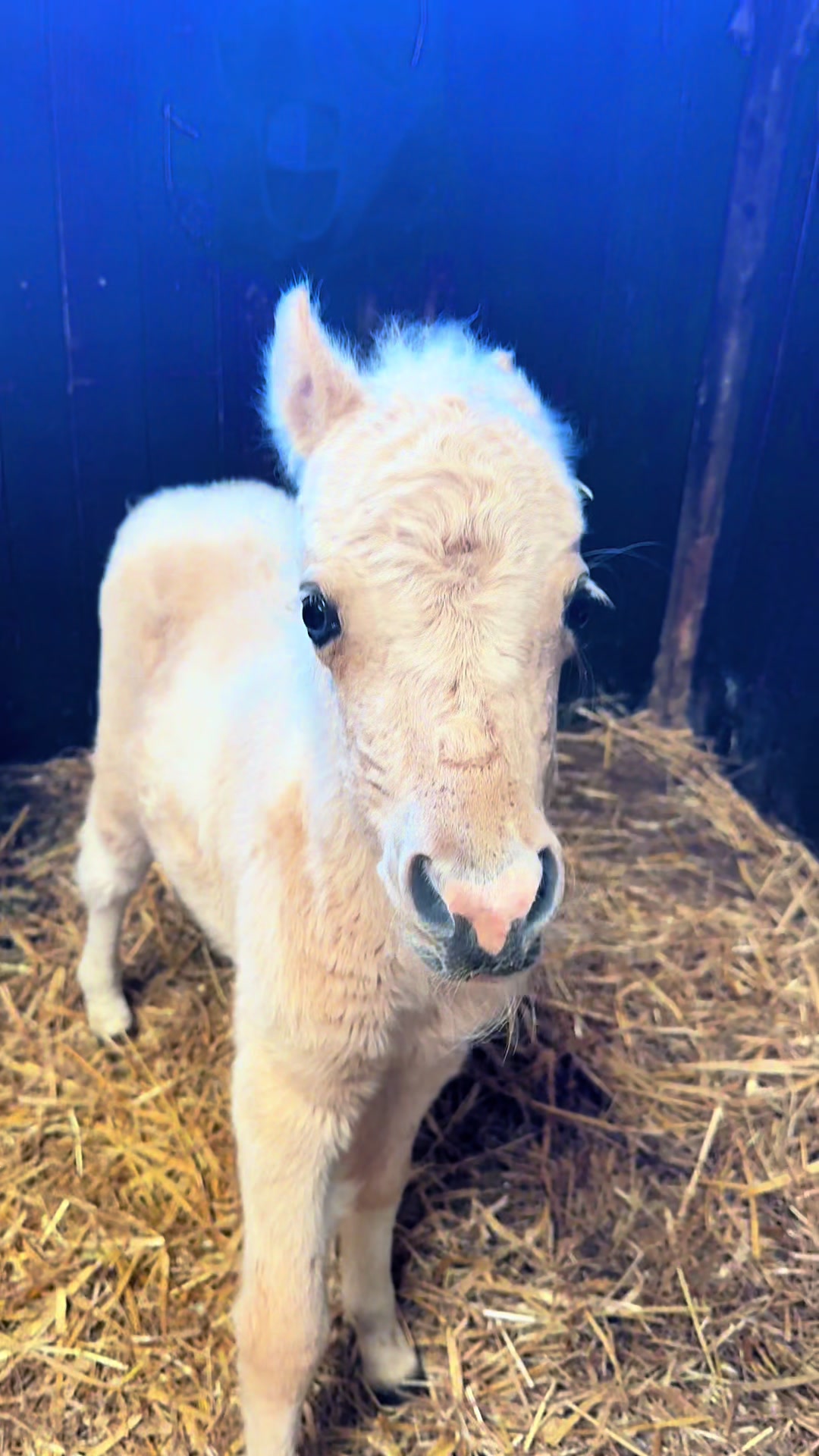 @SummerMoor Miniature horses