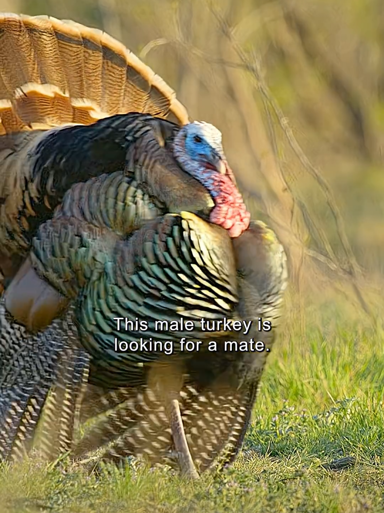 @Animal Life