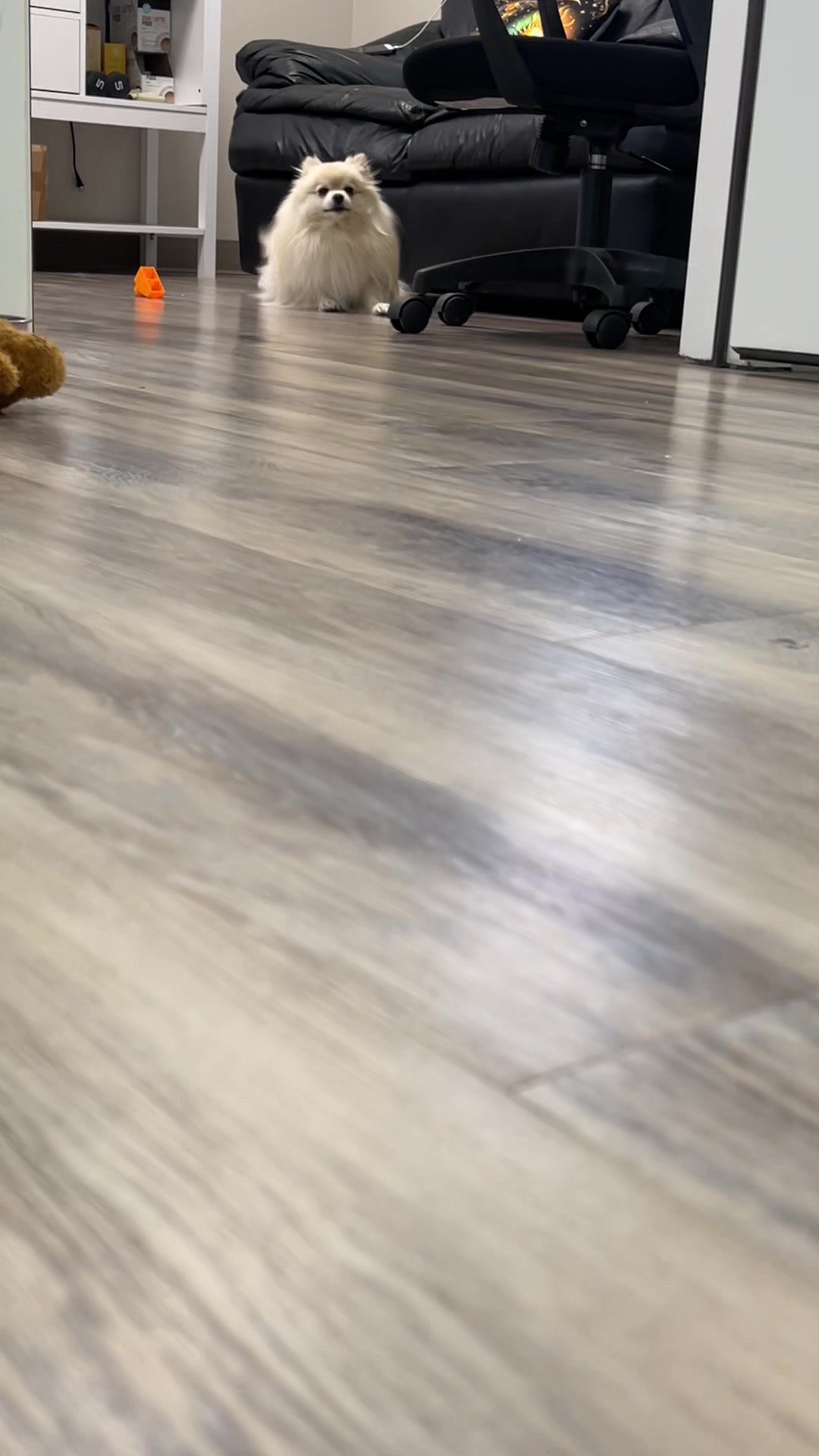 @beingmilothepom