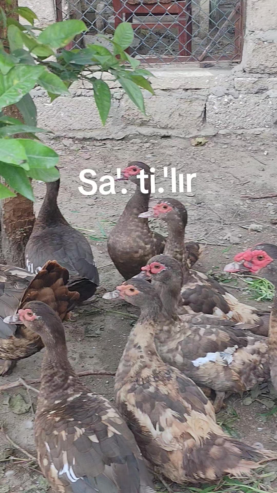 @MAŞTAĞA_QUŞCULUĞ