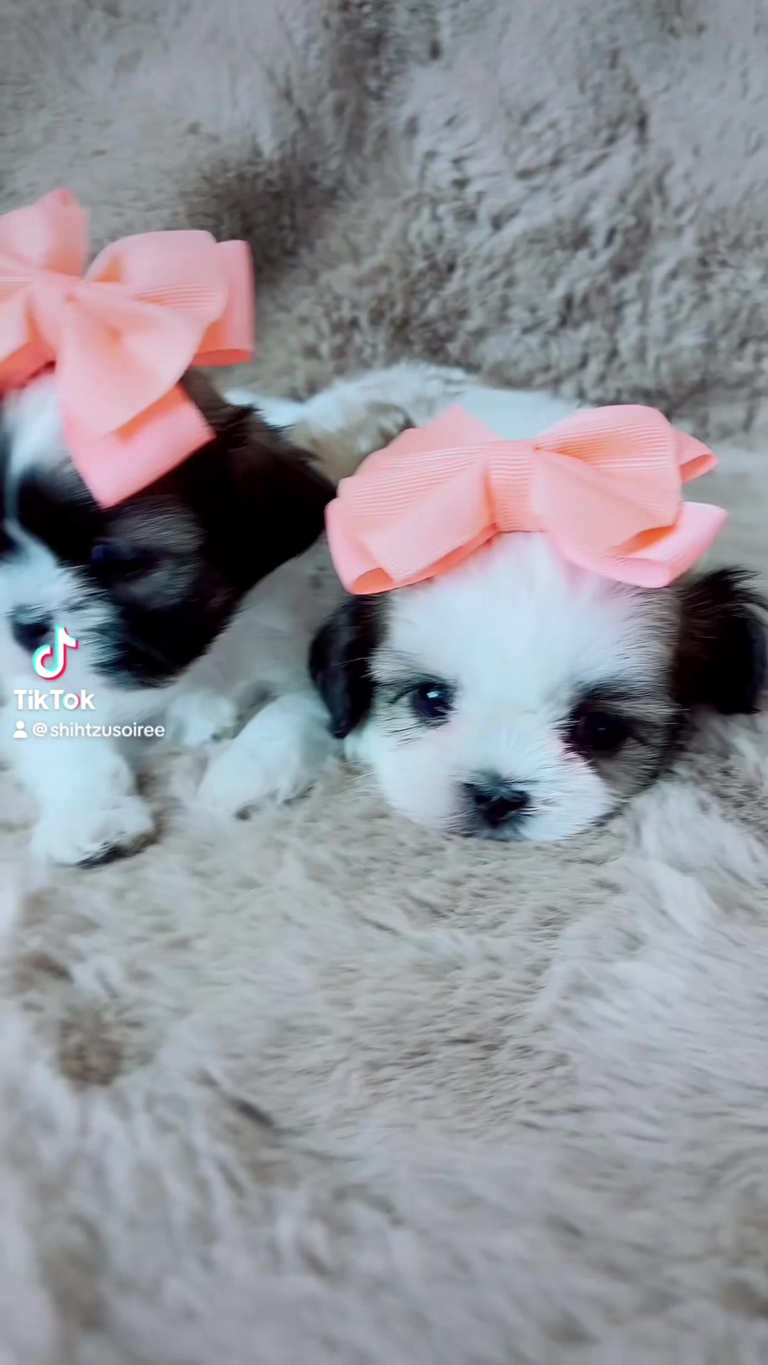 @SHIHTZU SOIRÉE