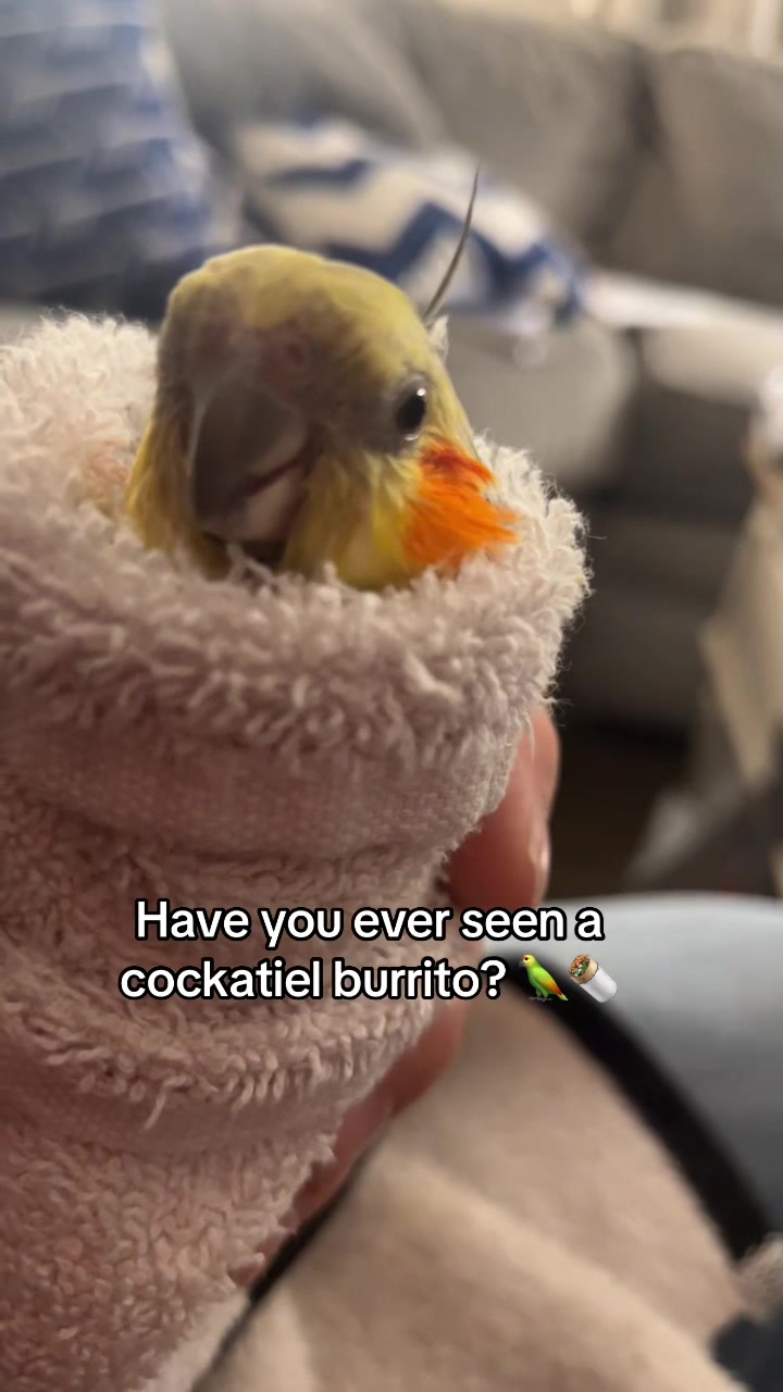 @🇺🇸🦜BirdieJo🦜🇺🇸