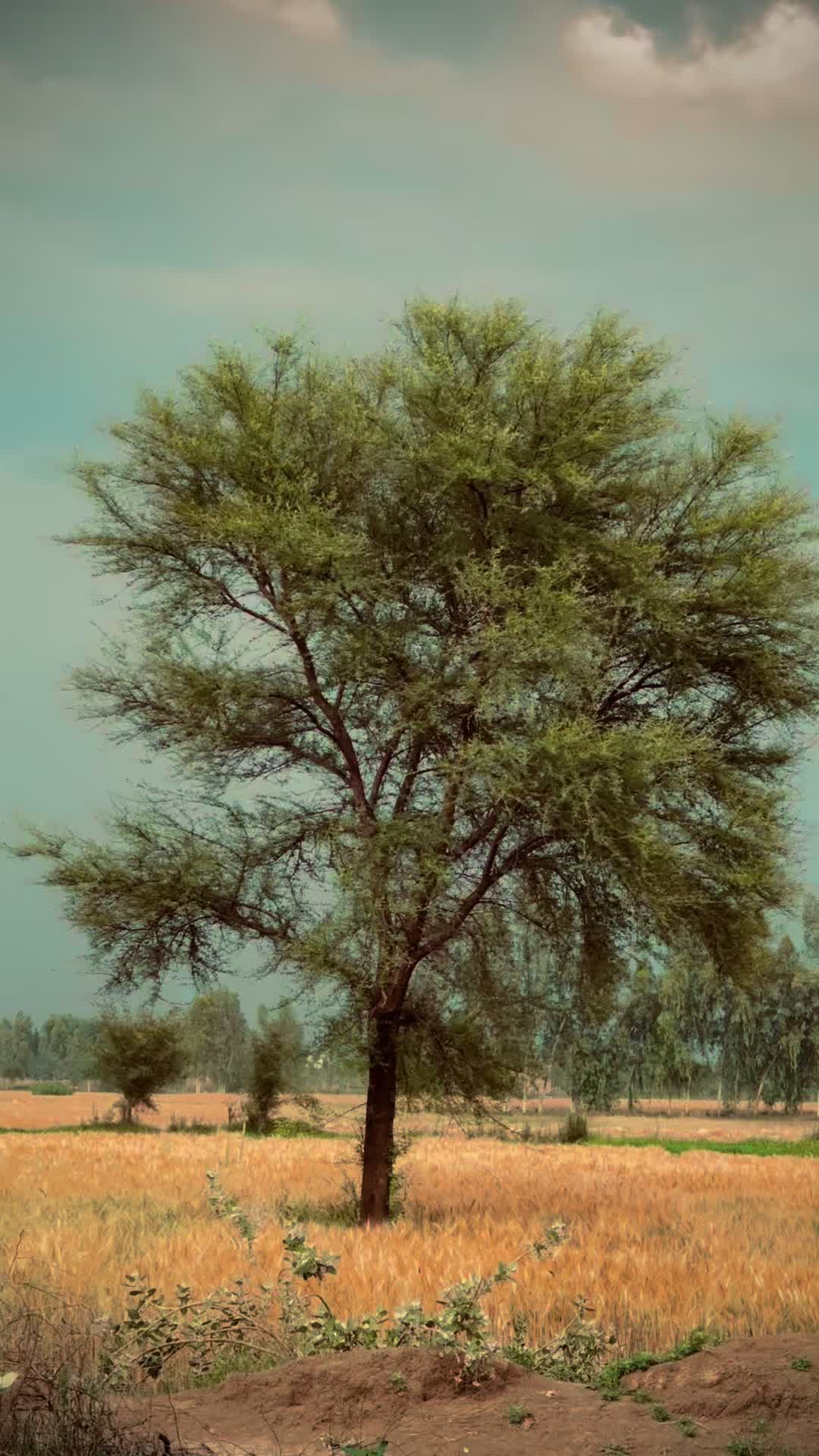 @نیازی
