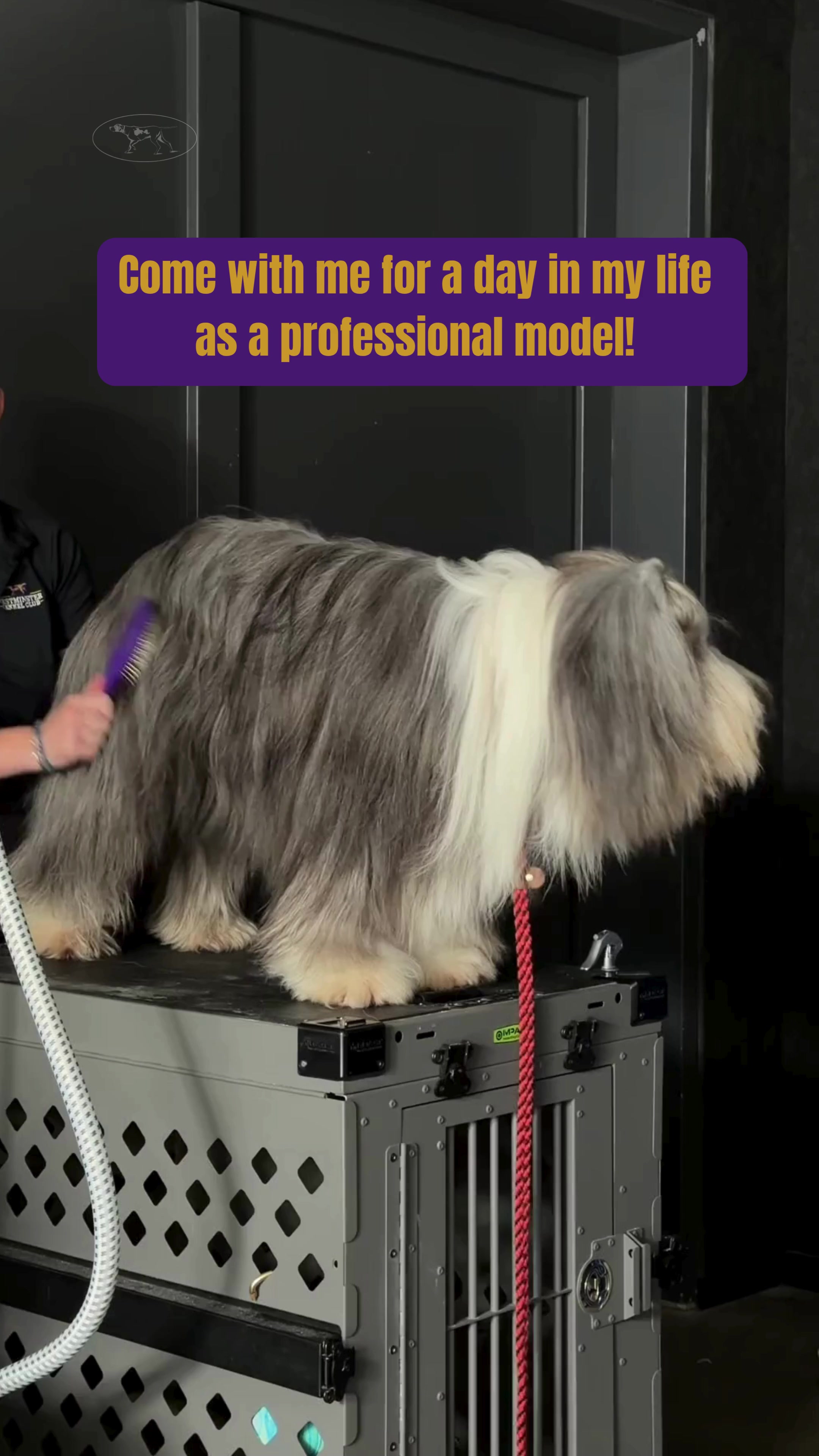 @Westminster Kennel Club