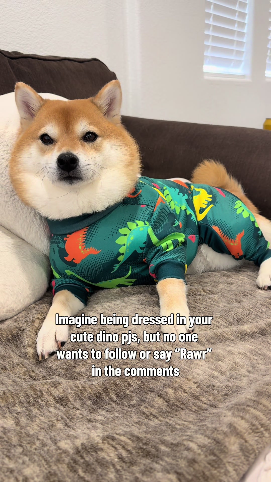 @Flock of Shibas 🐕🐕🐕