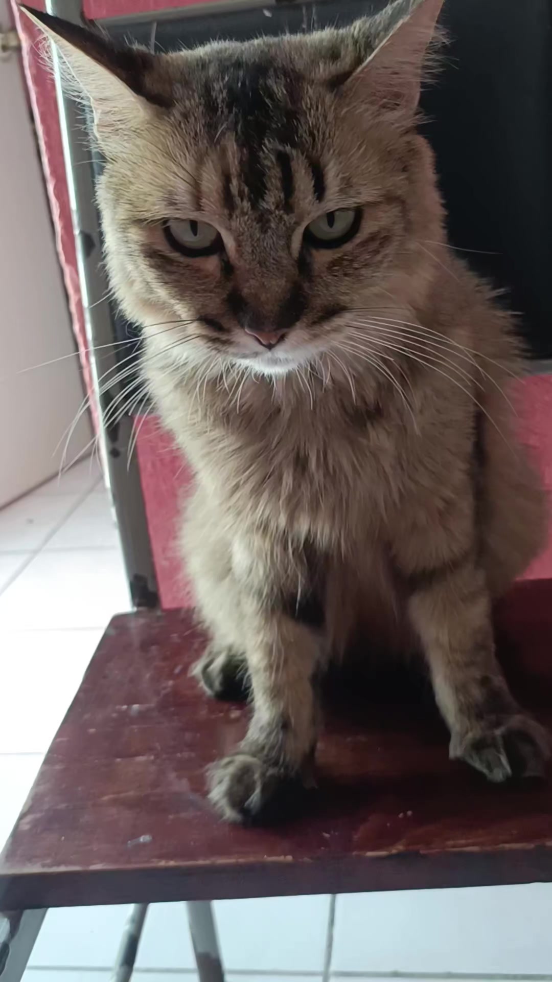 @negrita y peluche