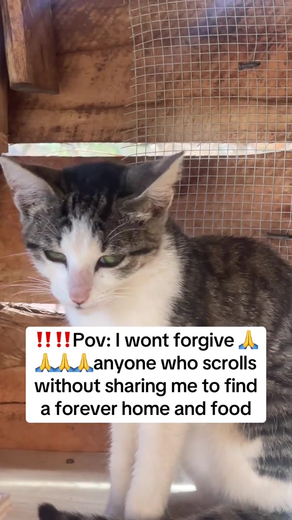 @tailspinrescue