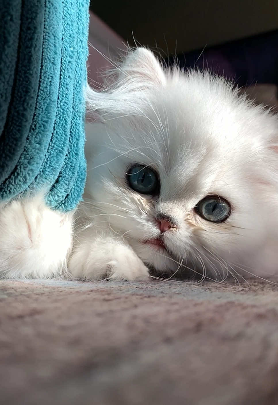 @Dutchkittycat