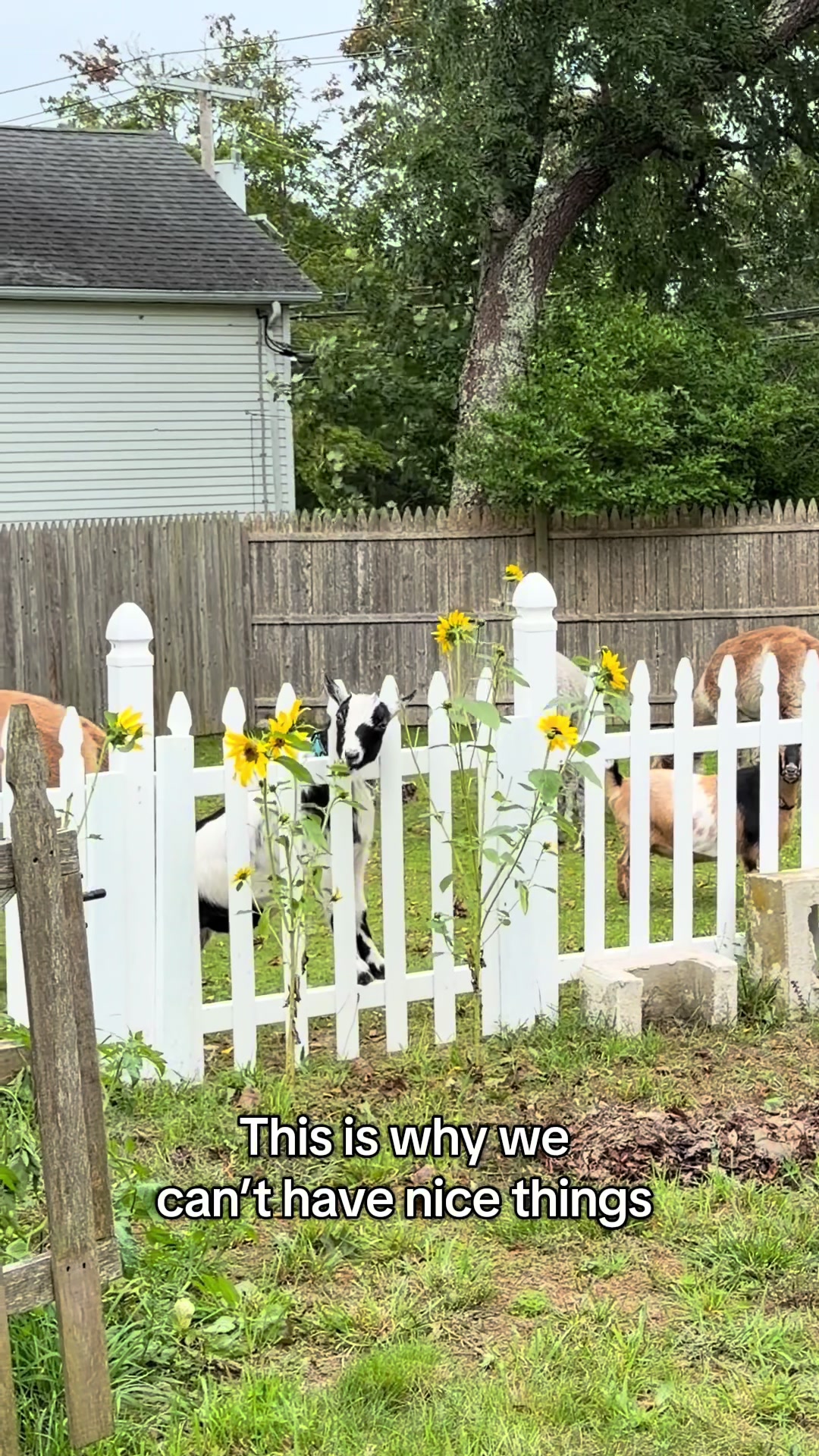 @The Cape Coop Farm