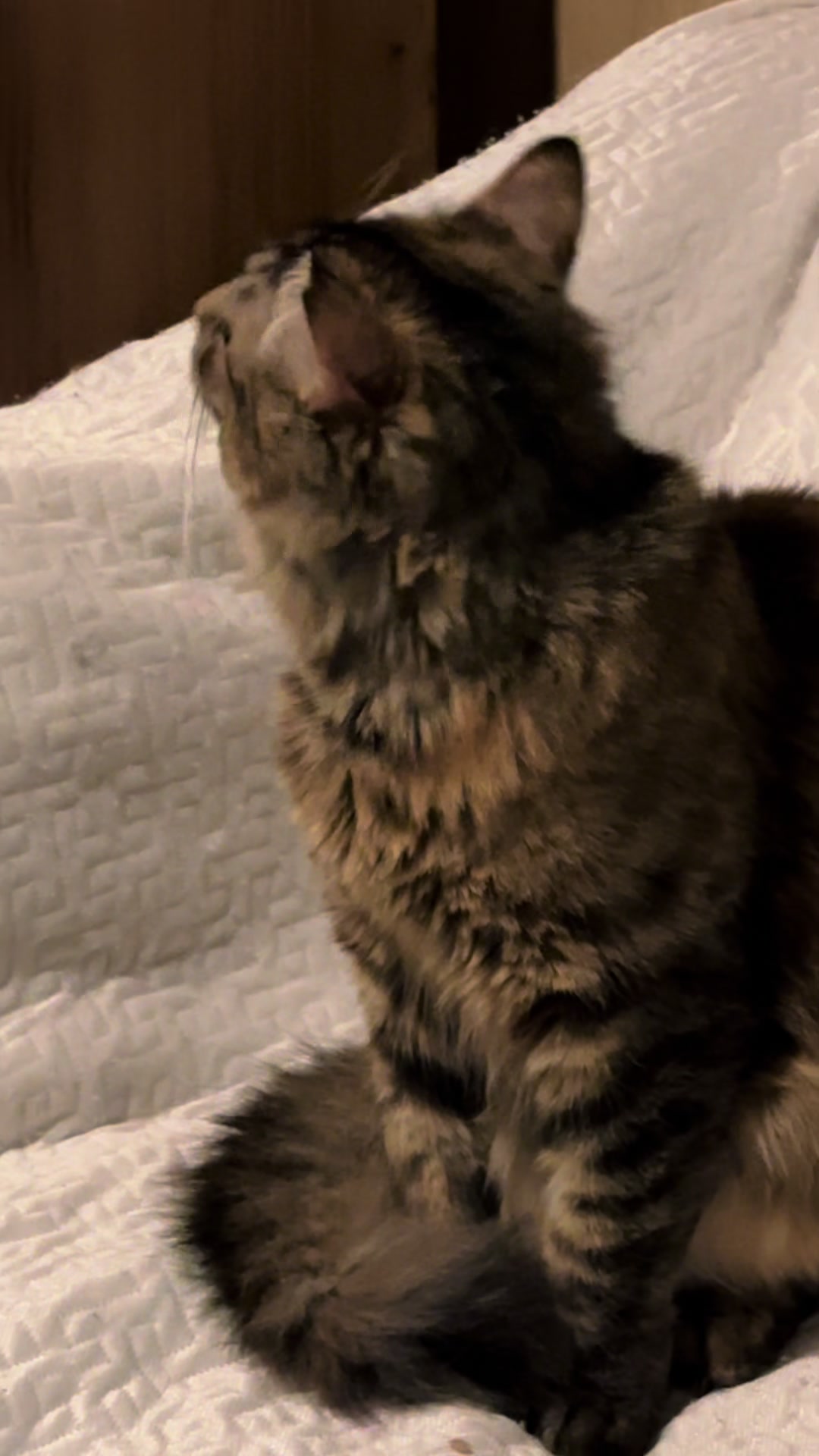 @purrrmeow