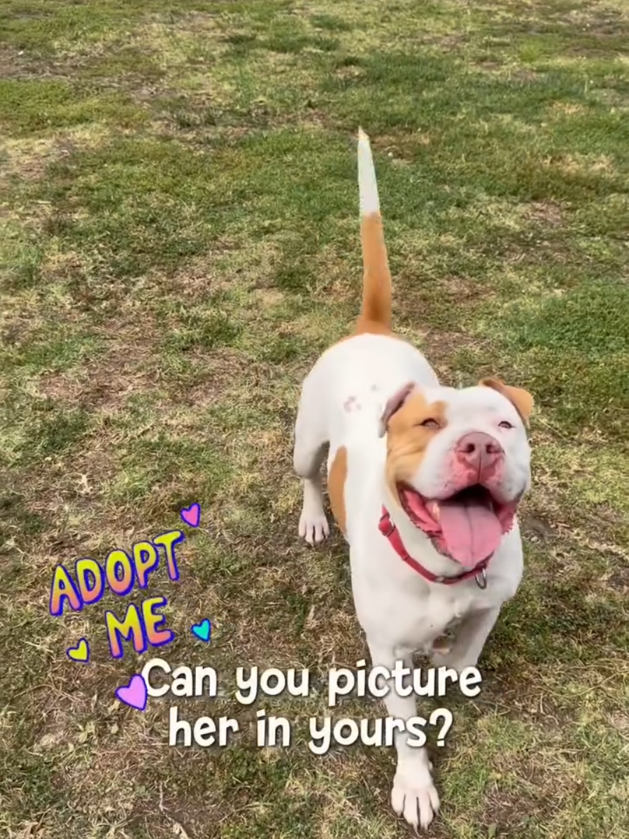 @Oakland Animal Services