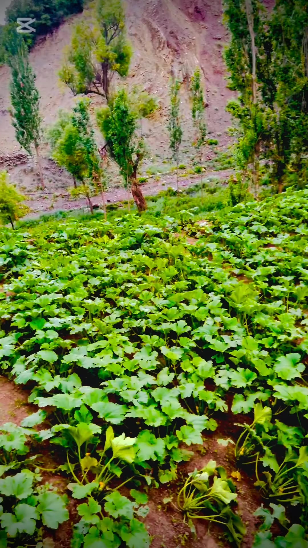 @🌹🌹وزیرستان گلونہ🌹🌹