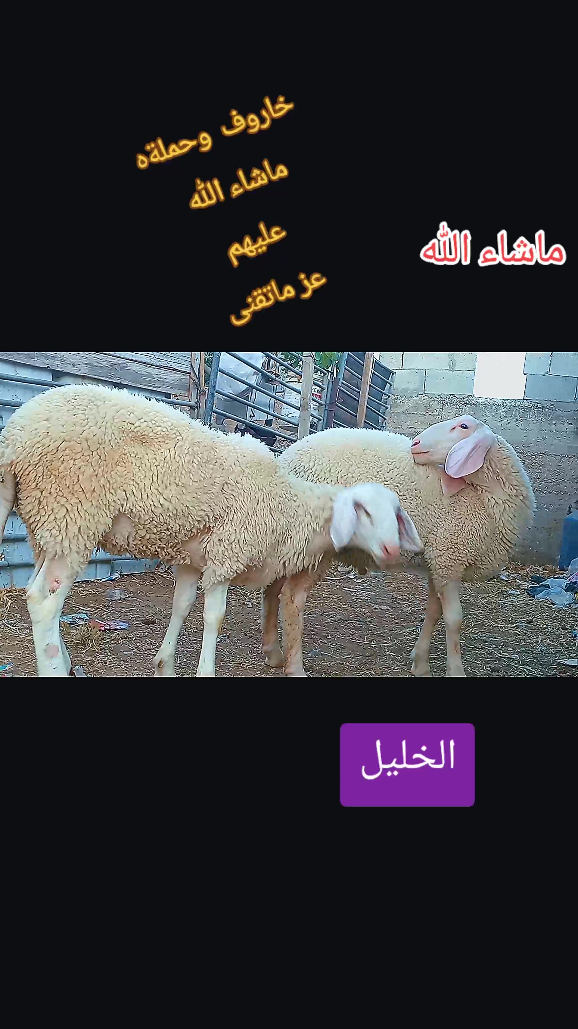 @bashar