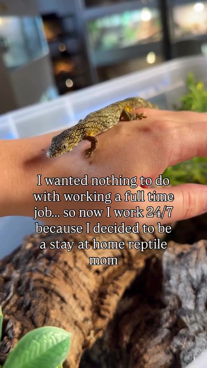 @ZA Reptiles
