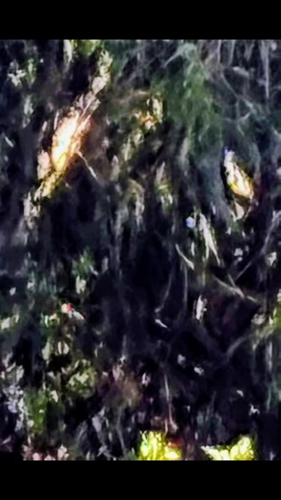 @🌲Forest Friend🌲🙏💗