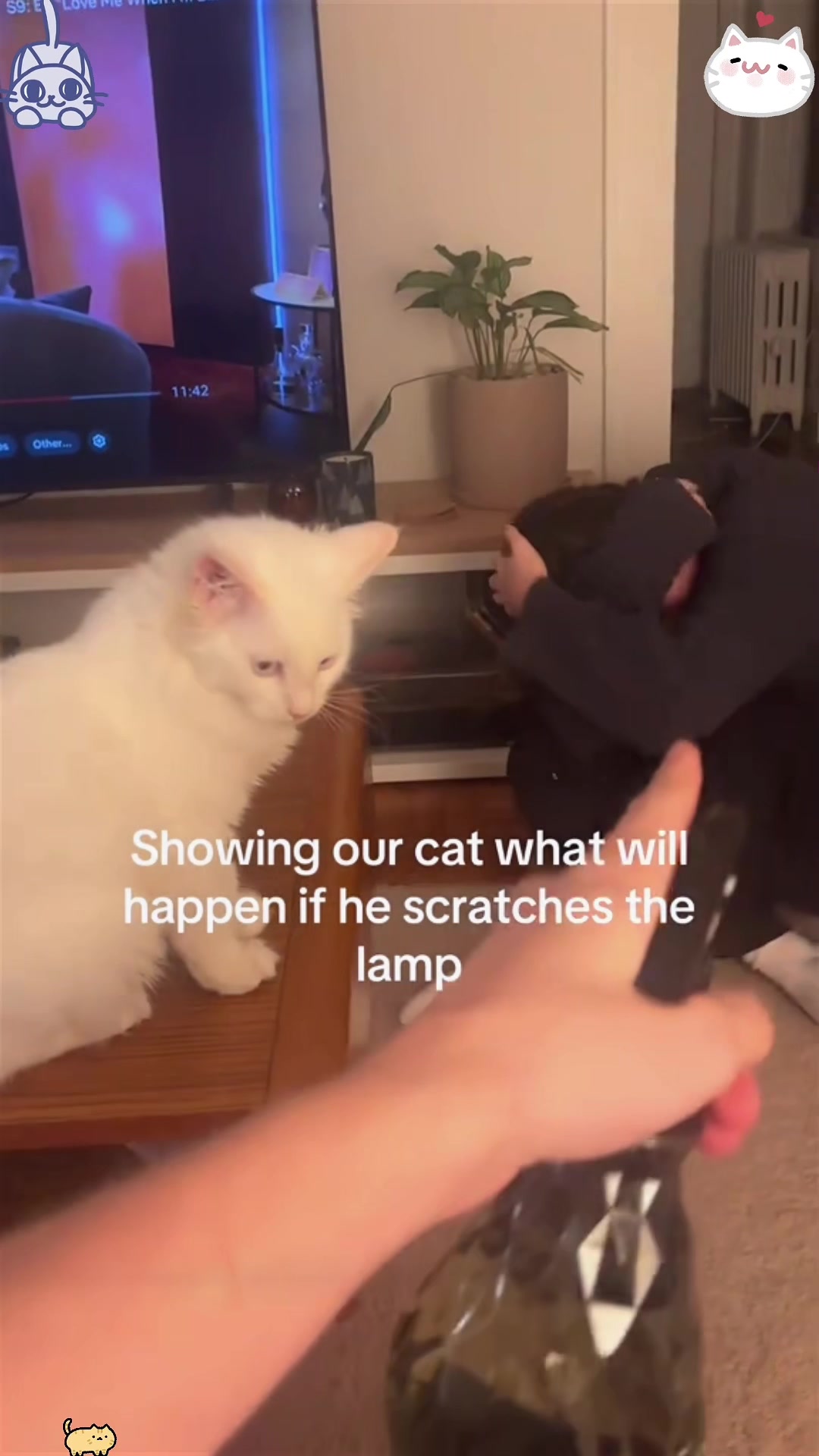 @Funny cat 520