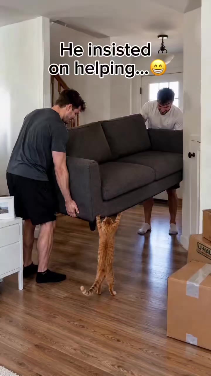 @Random Cat Stuff