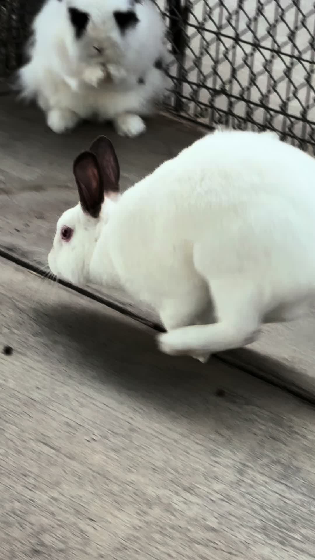 @Bunniesofeastvalley