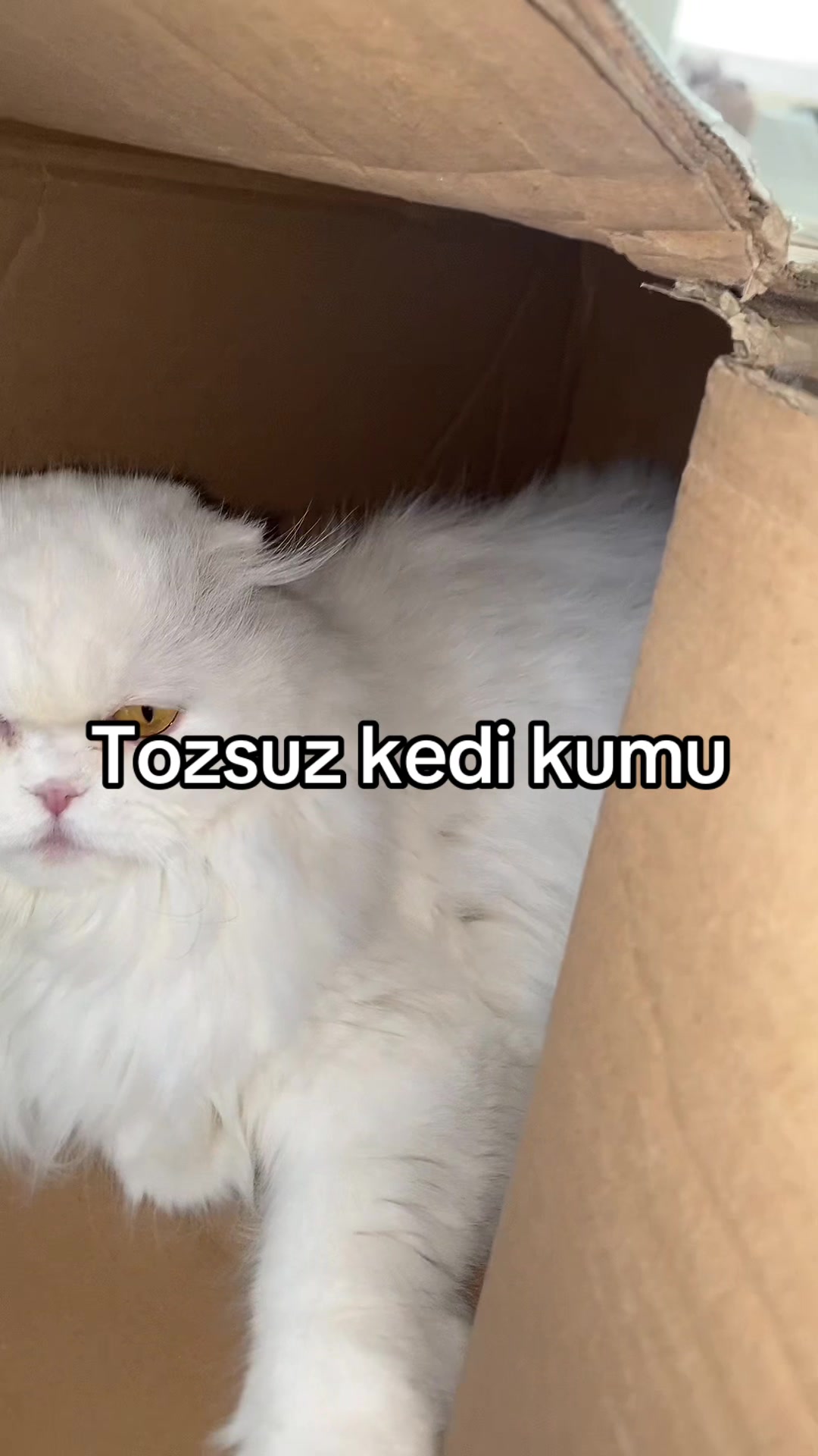 @yudummz_