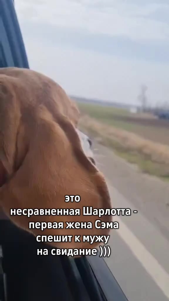@Бигль Сэм и его семья.