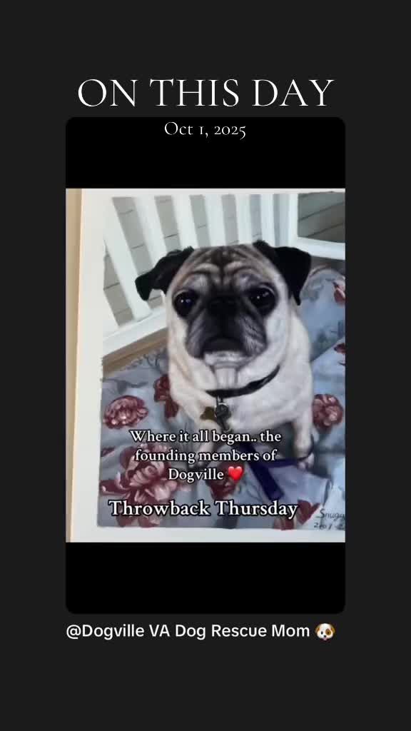 @Dogville | 8 Rescue Dogs 🐾