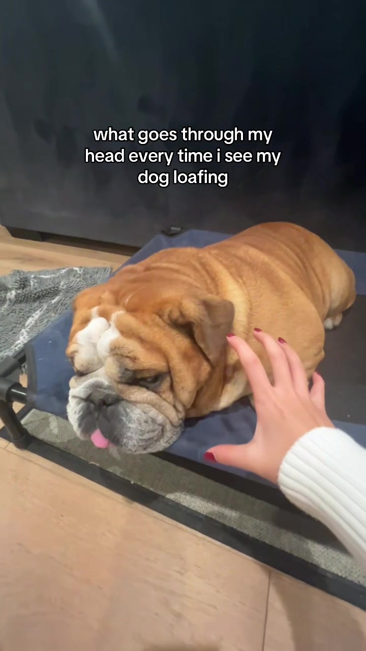 @Reggie the Bulldog