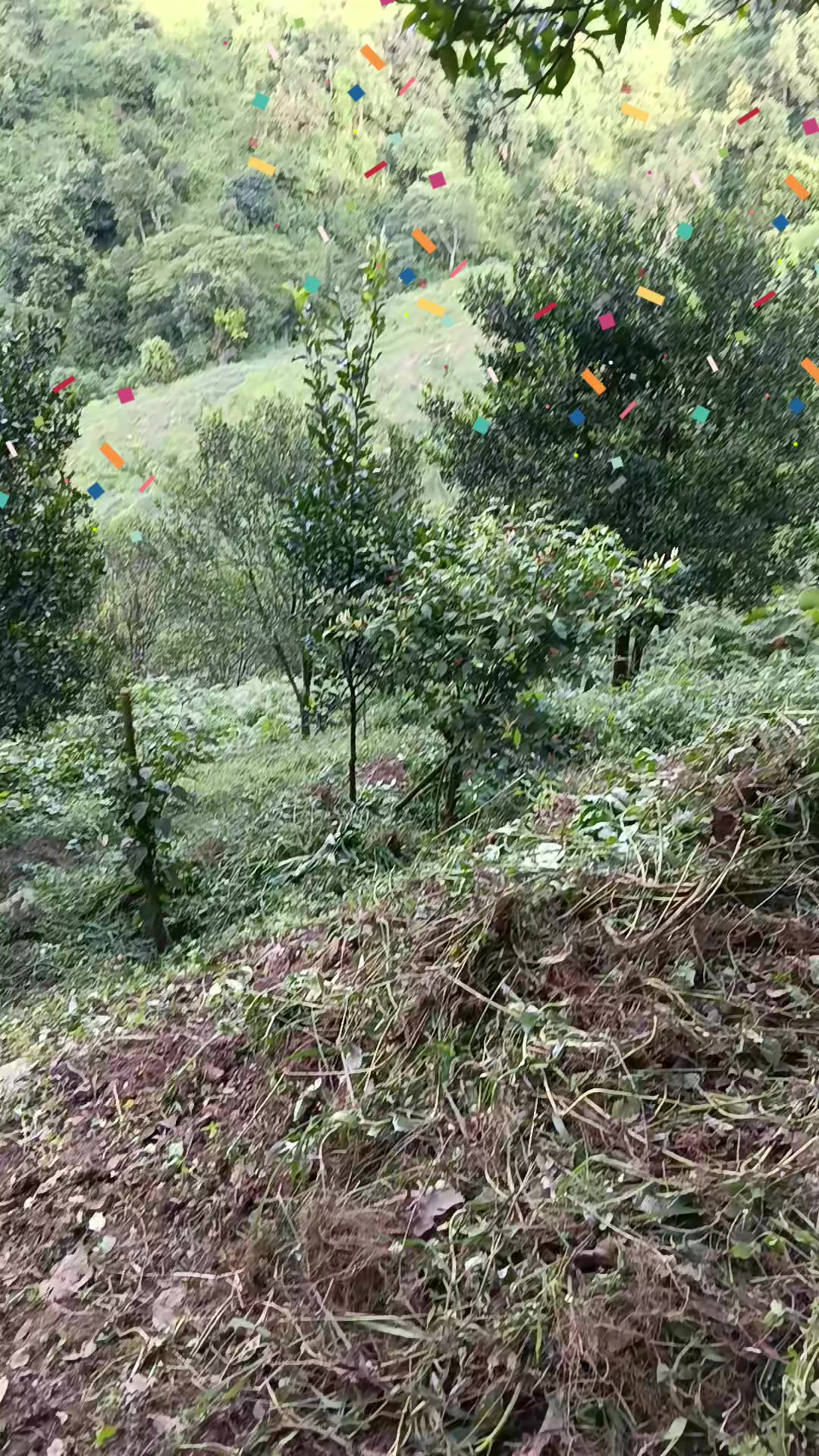 @Bhabi Gurung