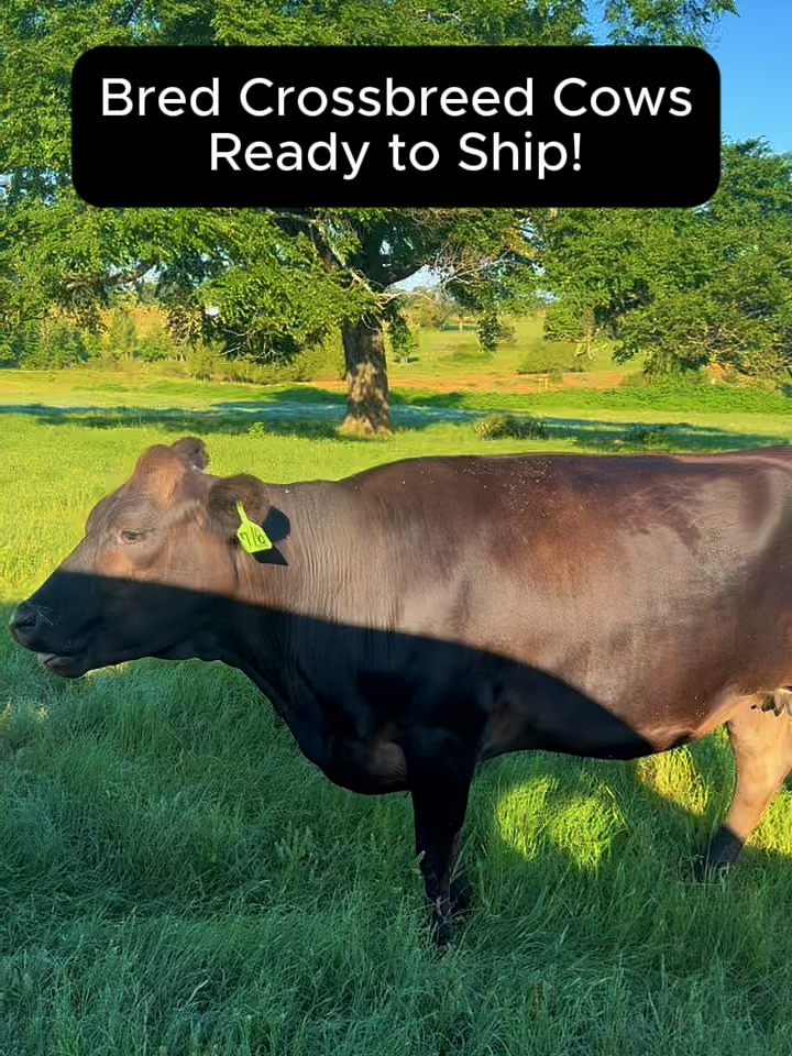 @Rutherford Land and Cattle