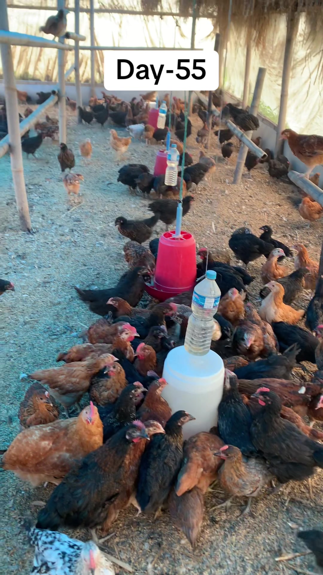 @Poudel Poultry Farm 🐔
