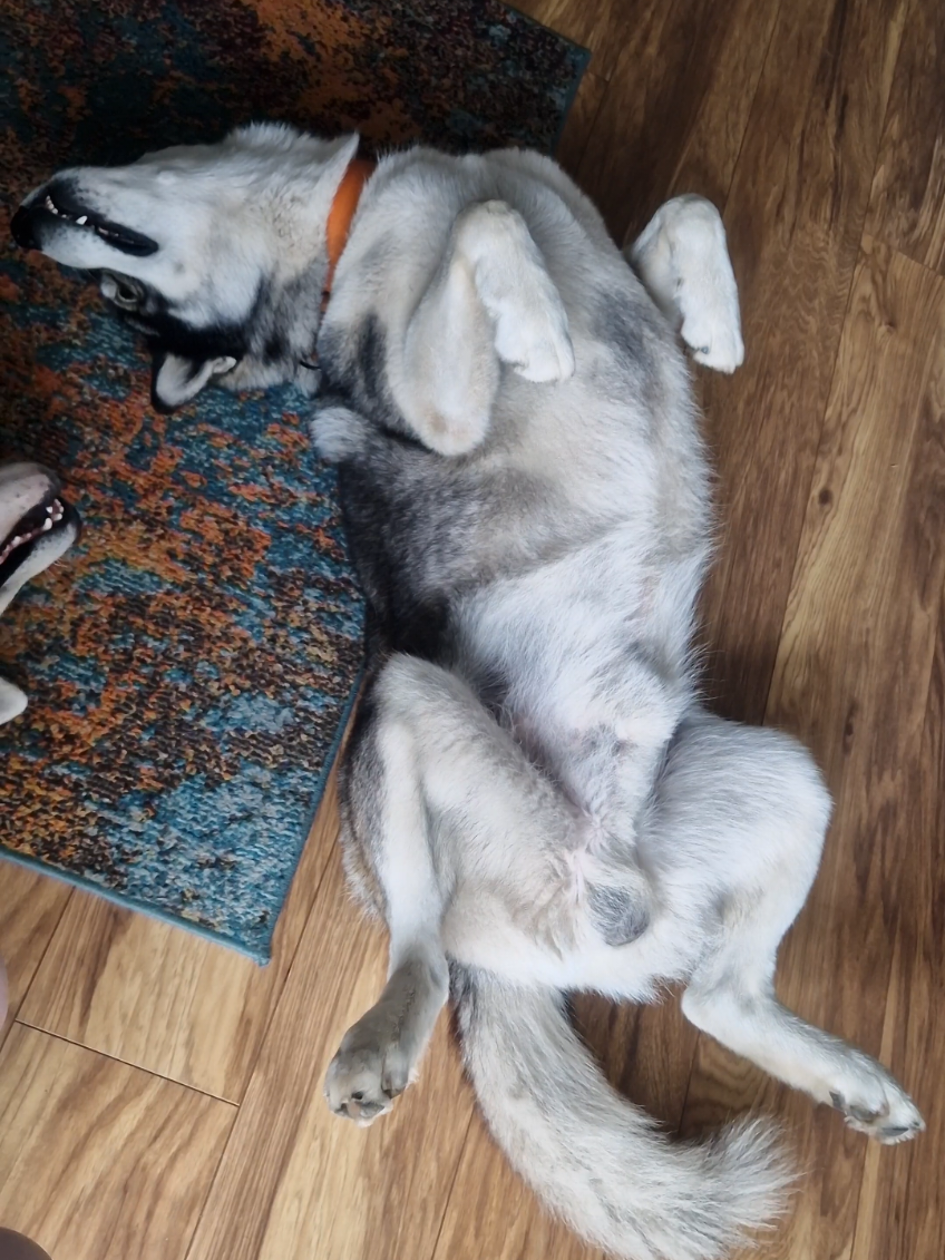 @husky.ananaski