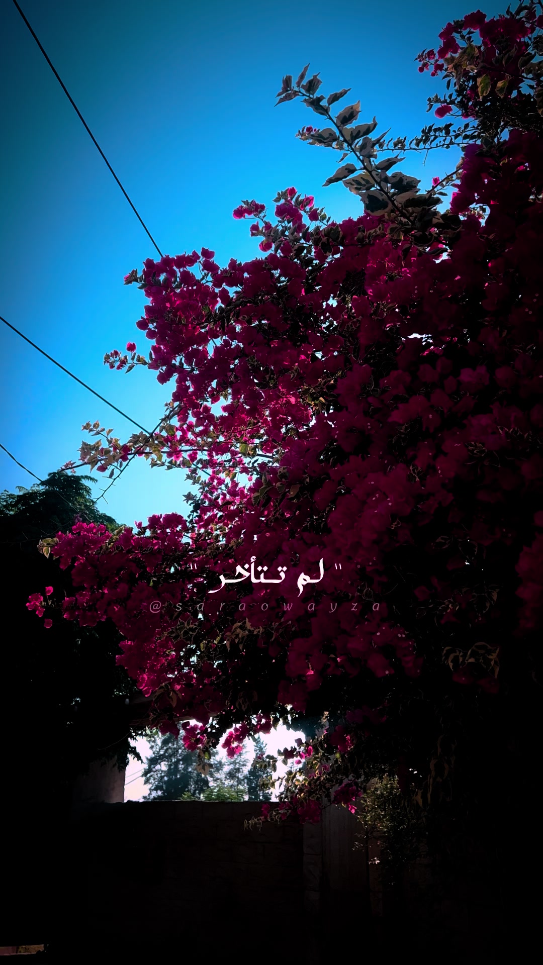 @༊෴✿سہارة✿〄