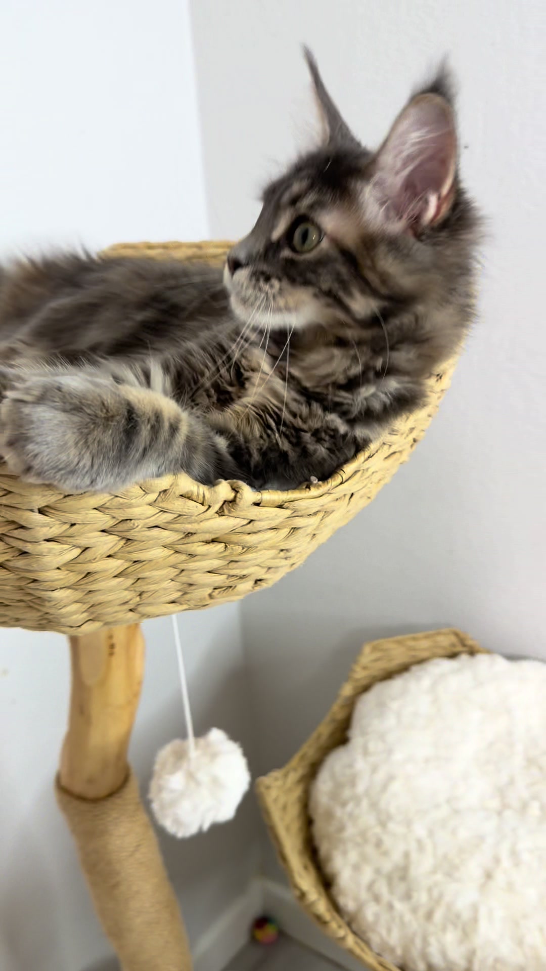 @Maine coon kittens