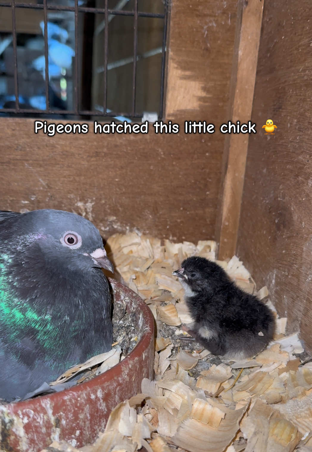 @mylovelychicken