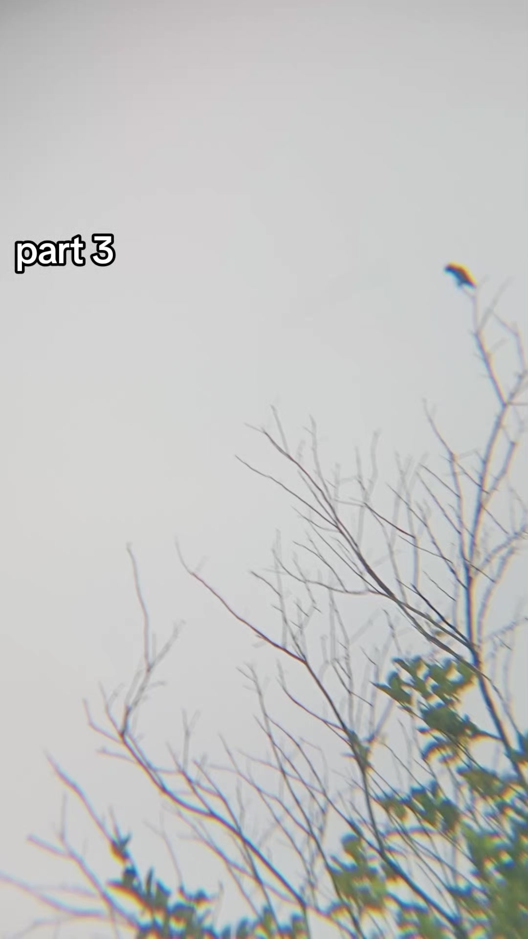 @Srindit kaltara 🦜