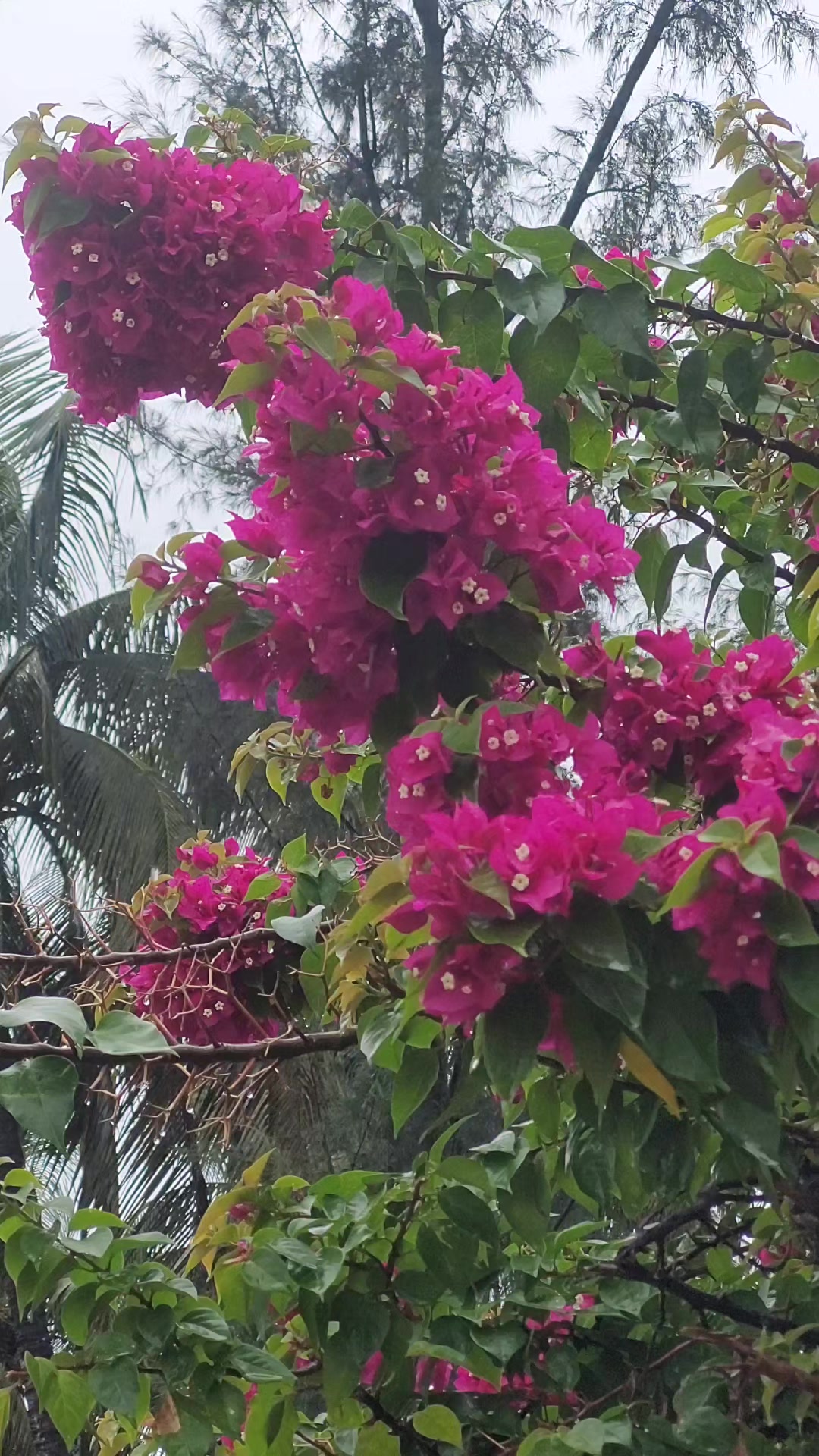 @Close to Nature. đ§đŠ