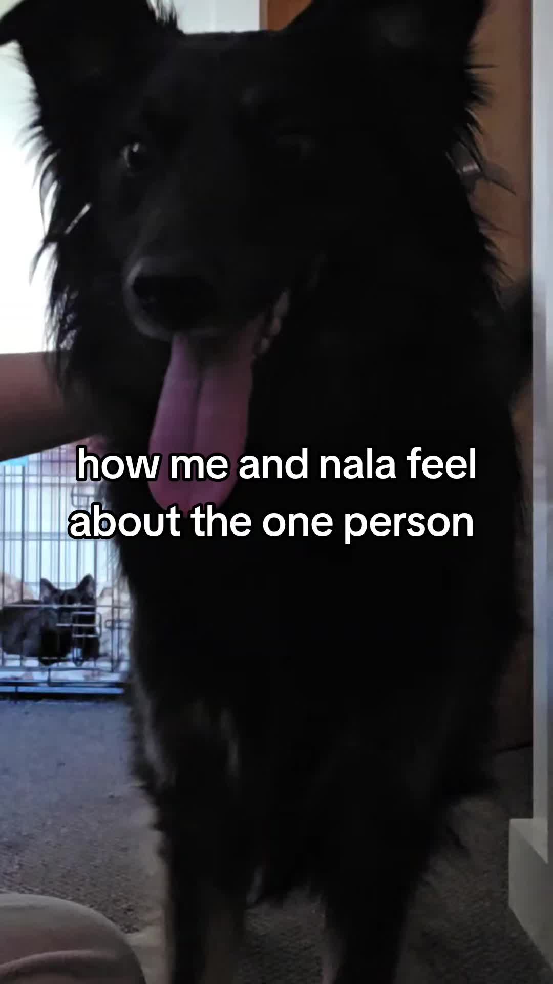 @Nala the Service aussie
