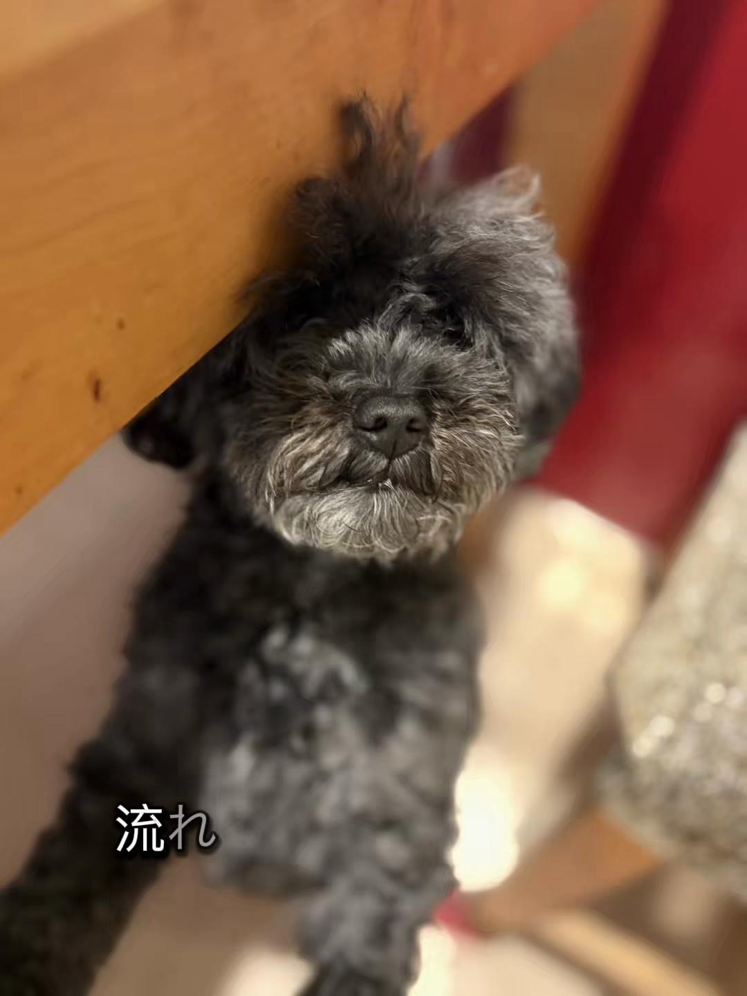 @ここちゃん🐶🍪