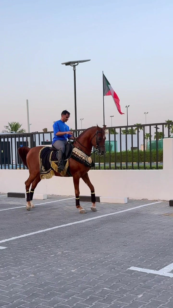 @ثـامر الشـلاش 🐎🤎.