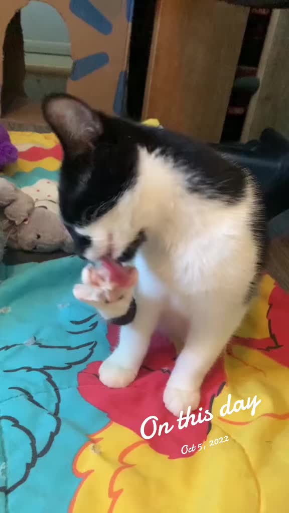 @Mrdivaandgizmoandfriends