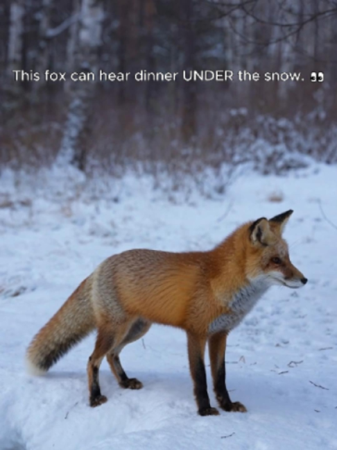 @Wild Cut