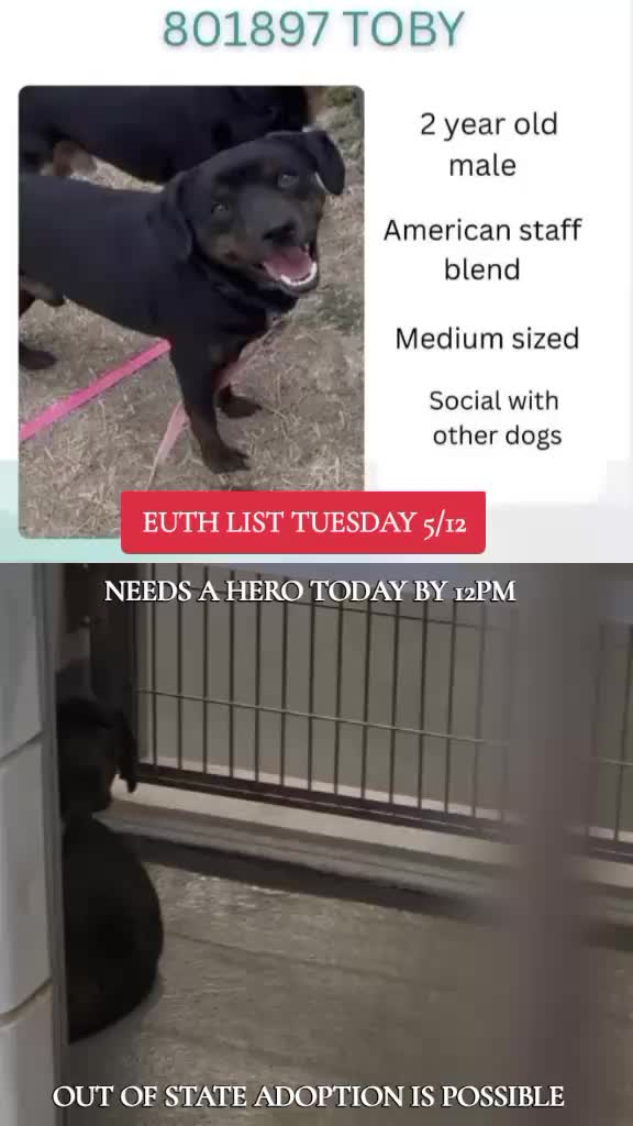 @@rescuedogs911
