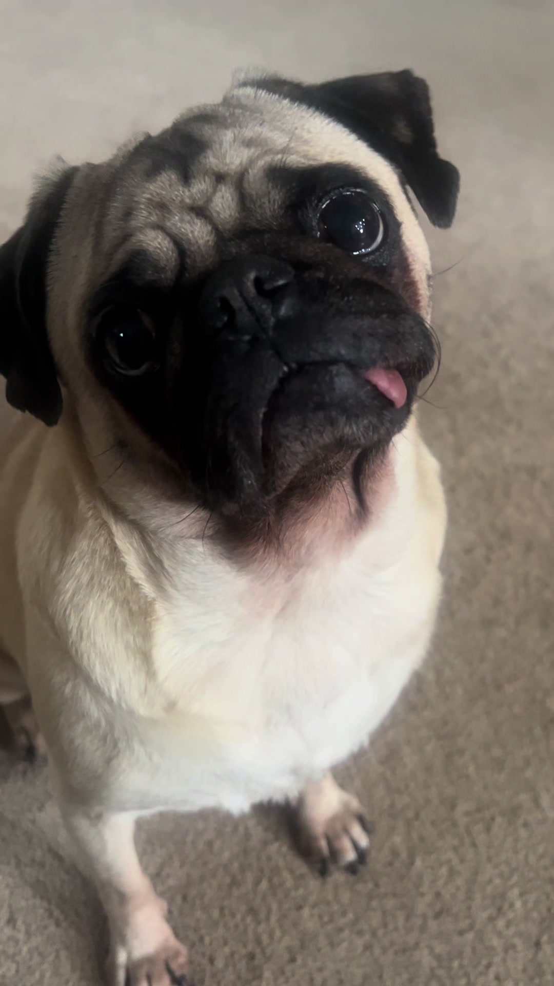 @Pugaddict