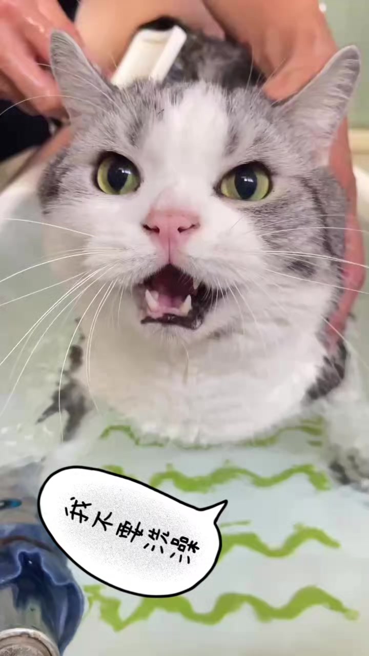 @migo是貓?