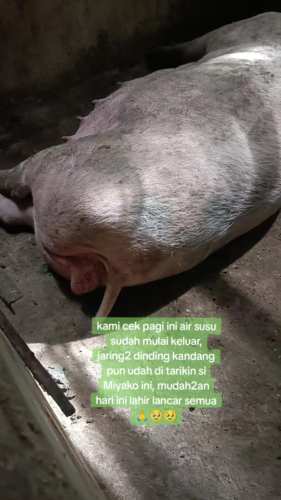 @mama Brigita