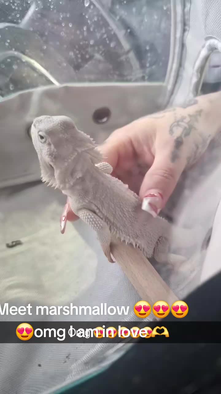 @tattooraverqueenbantergirl💦😉