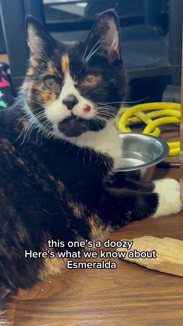 @Seattle Animal Shelter