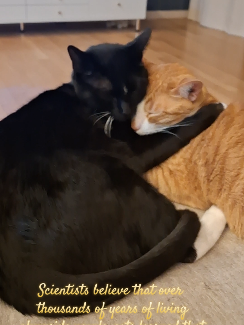 @Random Cat Stuff