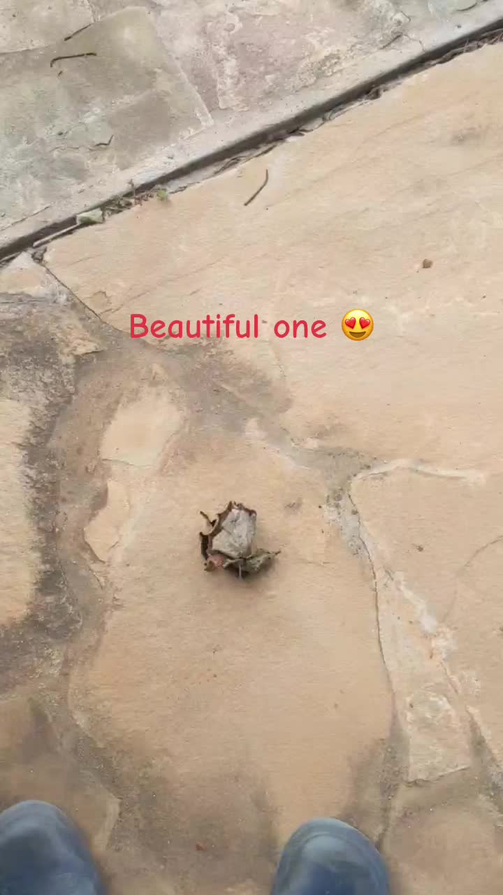 @shabathaka